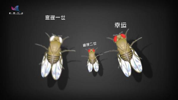 基因故事动画③：摩尔根的“爱宠”为啥是果蝇？
