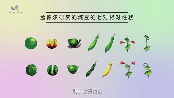 基因故事动画②：孟德尔的“爱豆”为啥是豌豆？