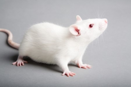 伟大的小白鼠，我们为什么选择它做实验？