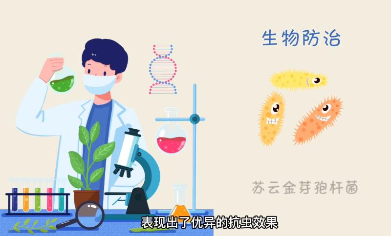 【科普动画】虫口夺粮！转基因技巧打响“玉米保卫战”