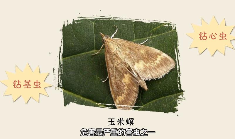 【科普动画】虫口夺粮！转基因技巧打响“玉米保卫战”