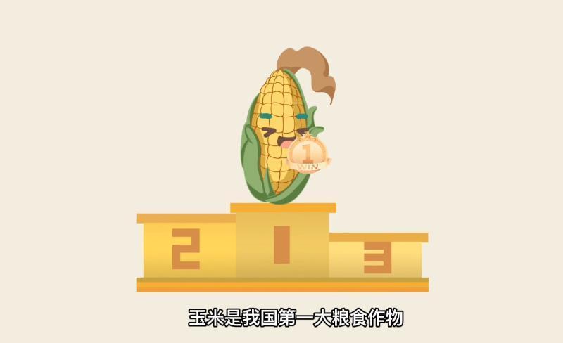 【科普动画】虫口夺粮！转基因技巧打响“玉米保卫战”