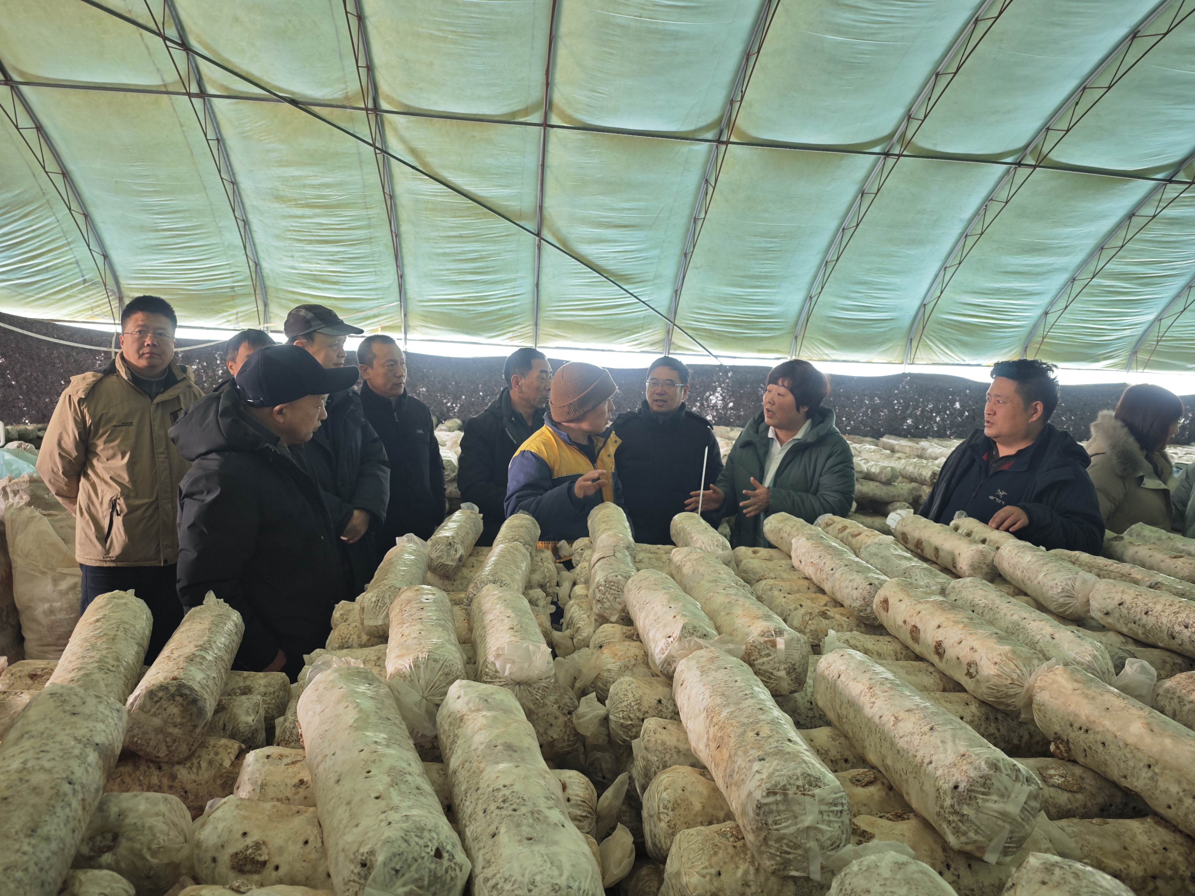 中国农技协组织专家赴山西临县开展香菇产业科技服务