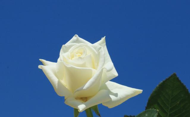 情人节畅销物“玫瑰”竟不是真玫瑰！它到底是谁？