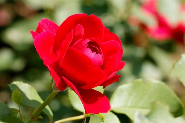 情人节畅销物“玫瑰”竟不是真玫瑰！它到底是谁？