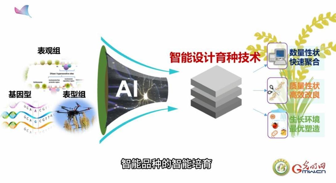 饭碗里的“底气”：更聪明的作物，更智慧的培育