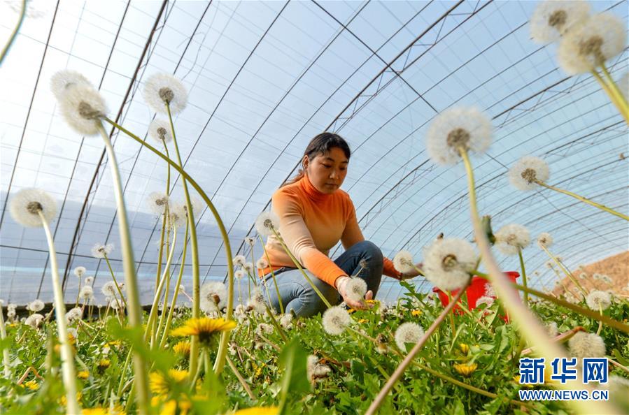 河北磁县：蒲公英花开促增收