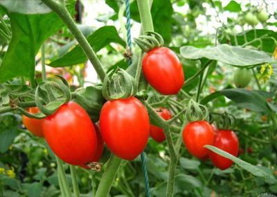科普：小番茄和大番茄 究竟谁才是转基因？