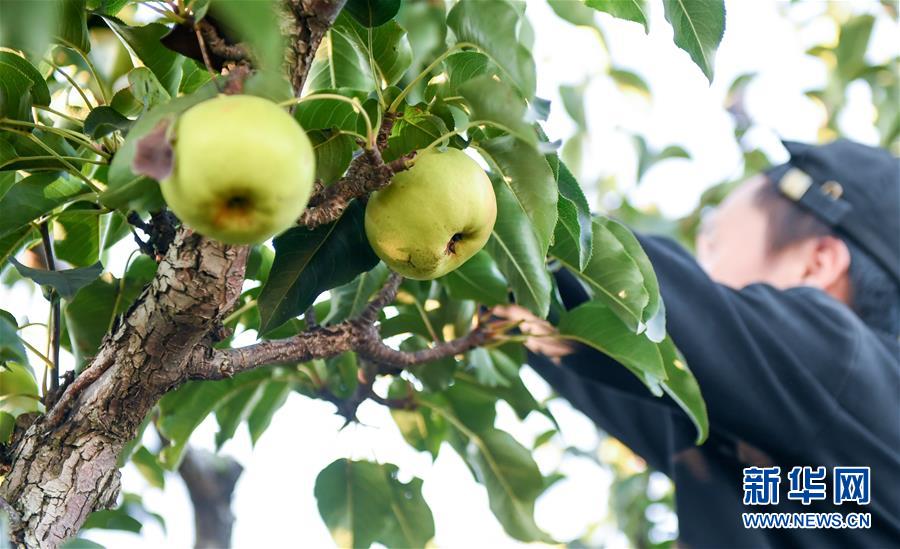 吉林延边：苹果梨迎来收获季