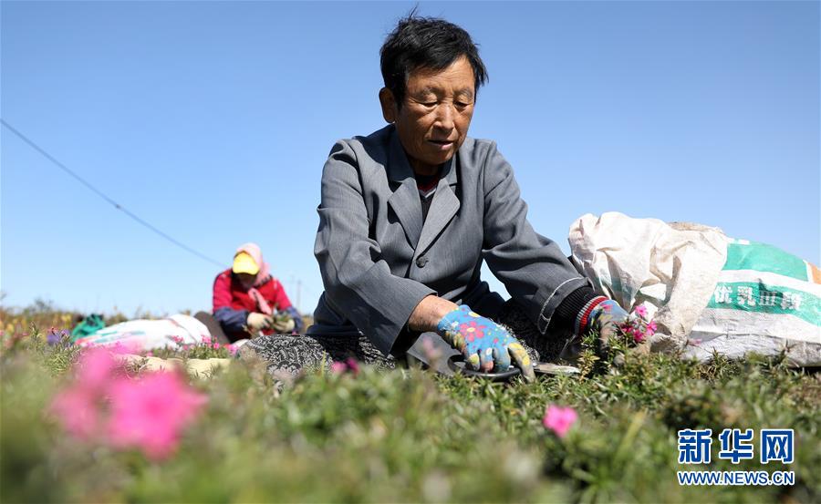 辽宁台安：花田小镇漫芬芳