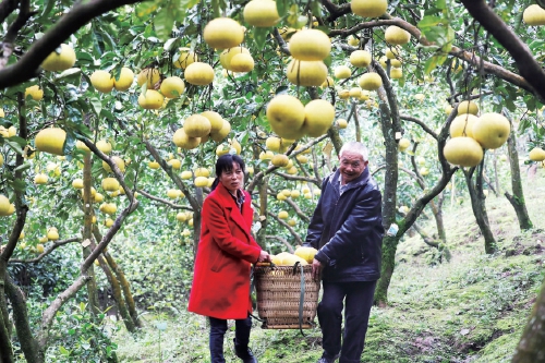 柚子出国门 农民喜增收