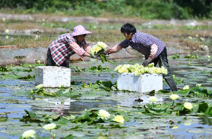 广西柳州下陶村：一朵花闯出的致富路