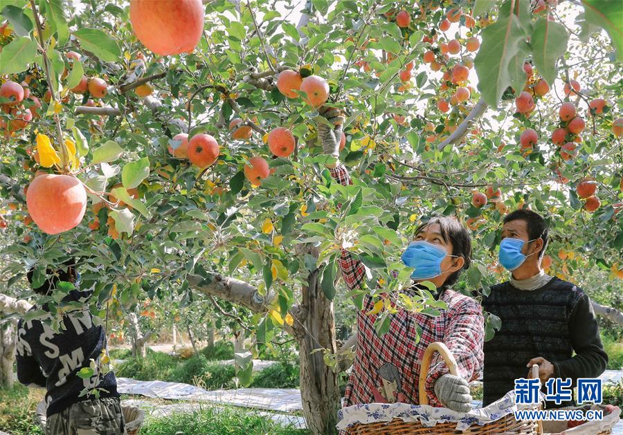 新疆阿克苏：“冰糖心”苹果进入收获季