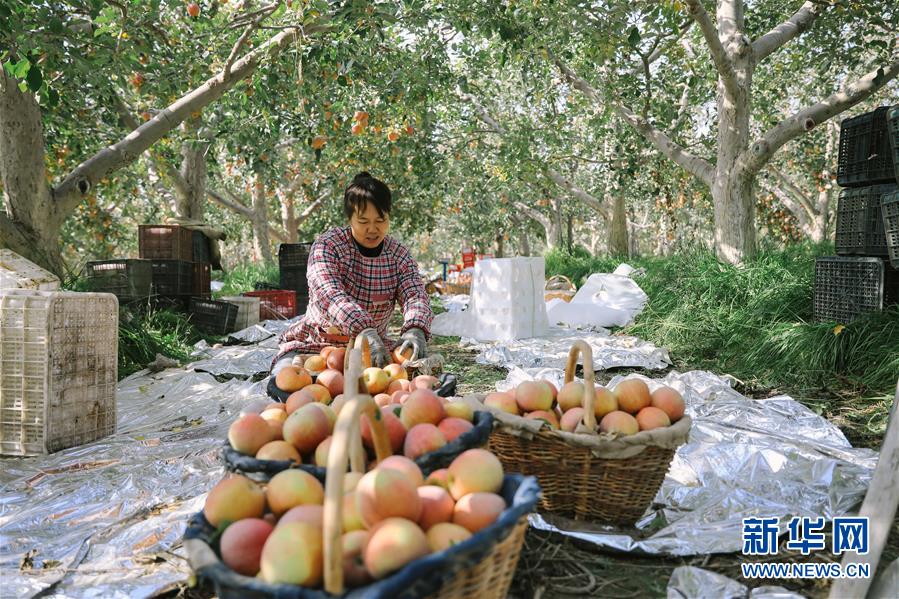 新疆阿克苏：“冰糖心”苹果进入收获季