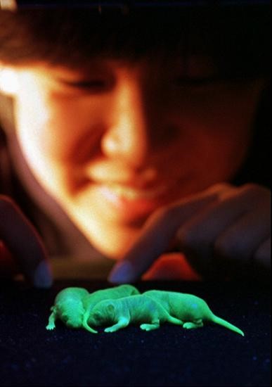 “皮卡丘”老鼠：在实验室发光发热的转基因小鼠
