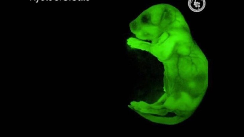 “皮卡丘”老鼠：在实验室发光发热的转基因小鼠
