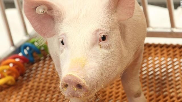 述评|如何看待美国批准转基因猪上市？