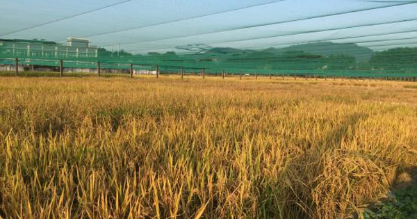 基因编辑技术如何让水稻秸秆“变废为宝”？