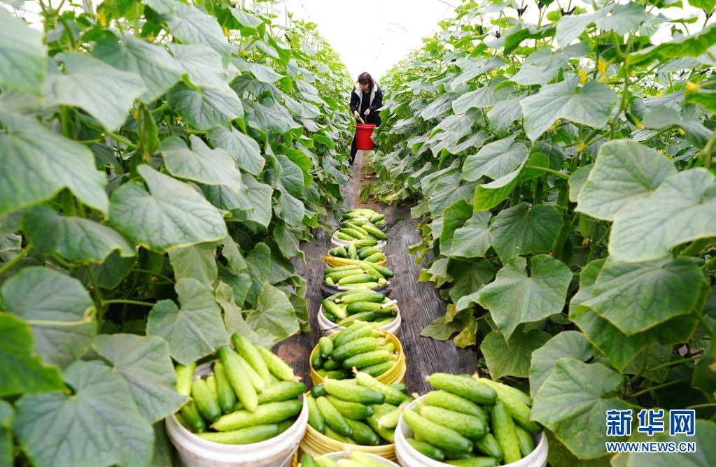 河北滦州：小黄瓜助力农民增收致富