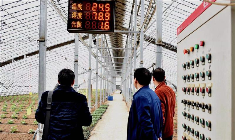 河南省孟津县：科技创新做支撑 小西瓜结“硕果”