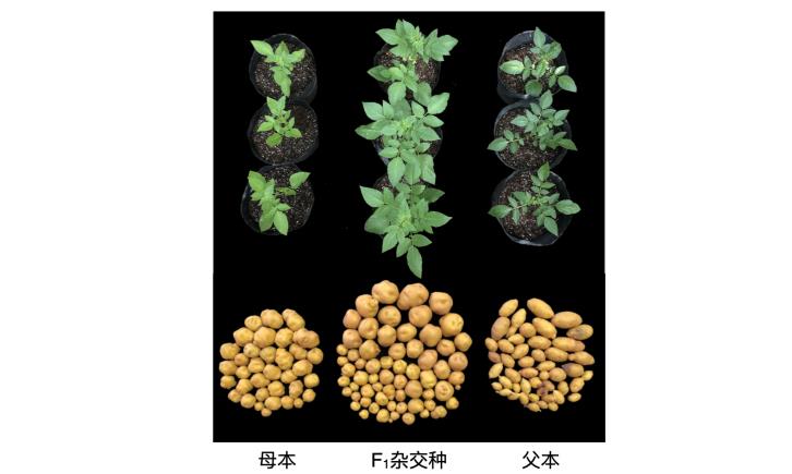 马铃薯种子繁殖图片