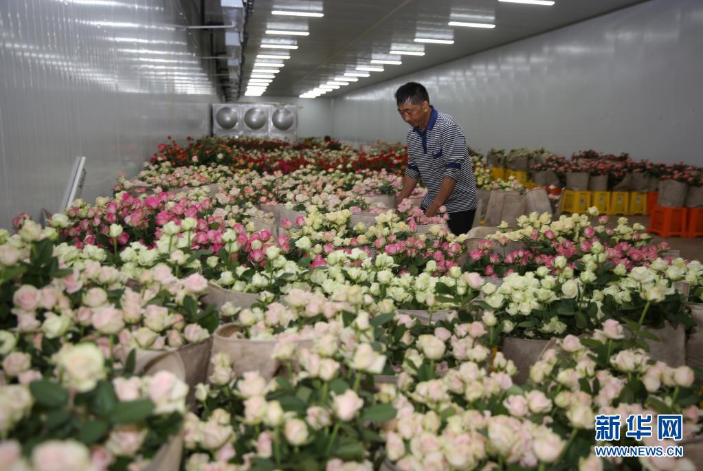 云南弥勒：花卉产业助力乡村振兴