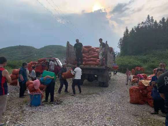 “政企联动”保障“颗粒归仓”——盘州产研中心喜迎首批刺梨“金果果”