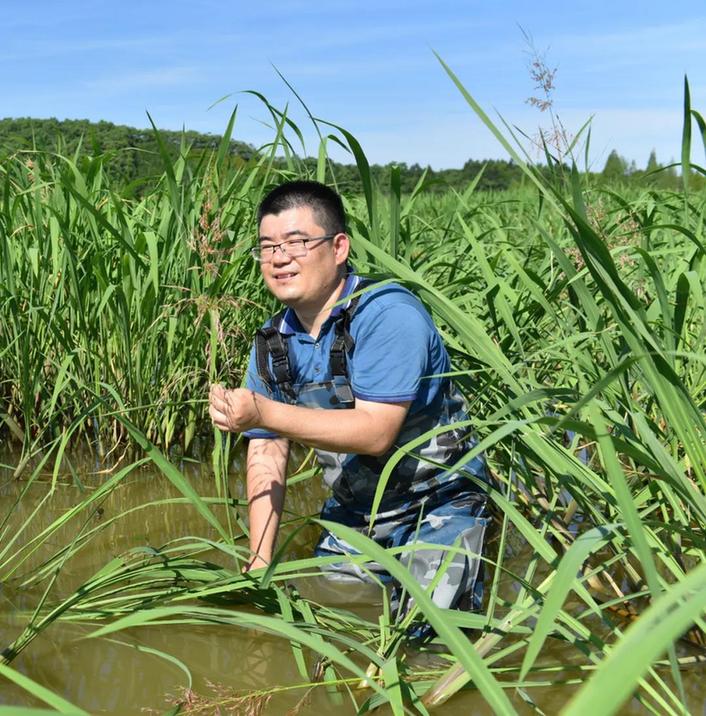 菰米——我国最早的谷类作物之一