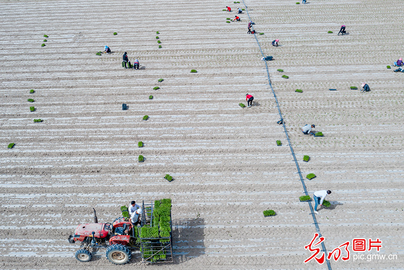 新疆积极发展特色种植 助农业增效农民增收