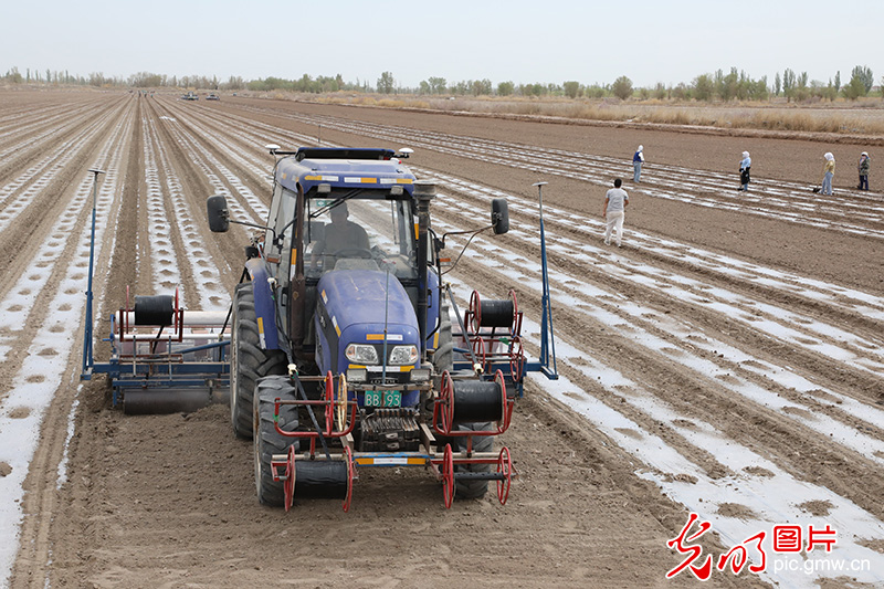 新疆积极发展特色种植 助农业增效农民增收