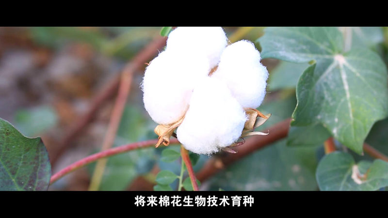 对话科学家：生物育种如何让老百姓实现“棉花自由”？