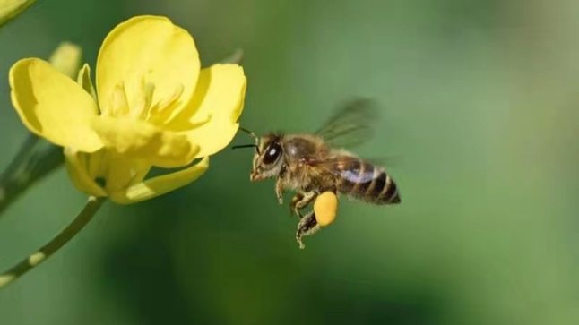 小蜜蜂不够用了？研究显示农业授粉蜜蜂缺口大