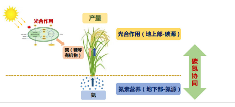 我科学家发现水稻高产基因 有望同时实现高产早熟