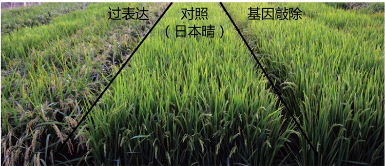 我科学家发现水稻高产基因 有望同时实现高产早熟