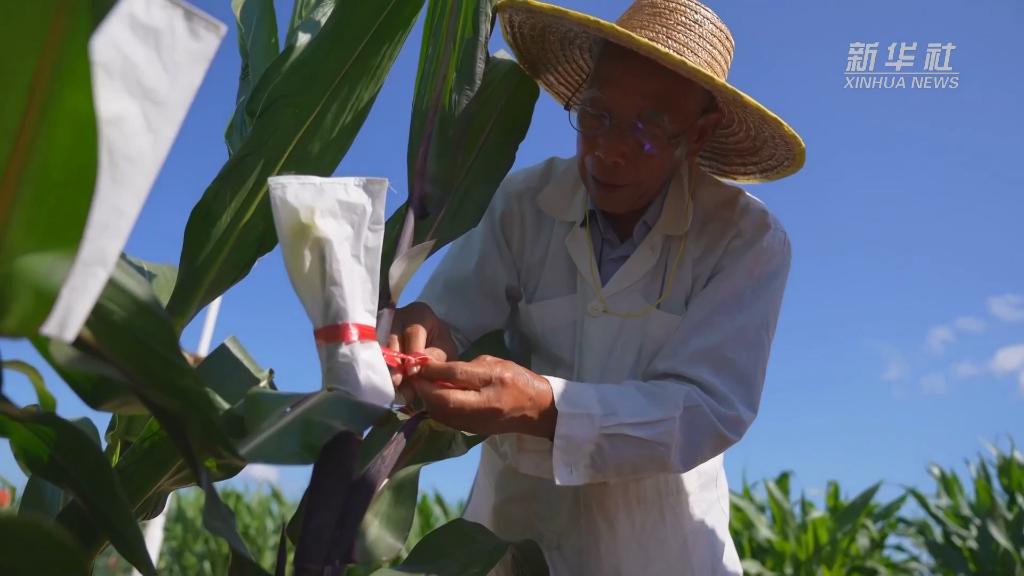 微纪录片丨“玉米种子就是我的生命”