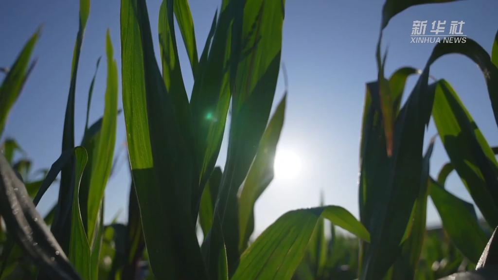 微纪录片丨“玉米种子就是我的生命”