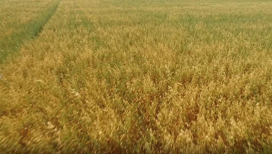 “蒙北燕麦” 中国最大的天然燕麦种植基地开始收割