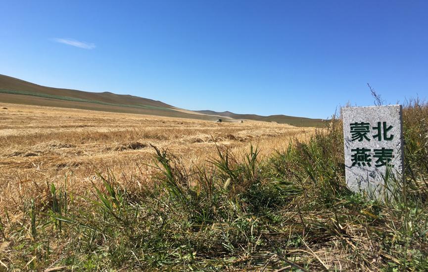 “蒙北燕麦” 中国最大的天然燕麦种植基地开始收割