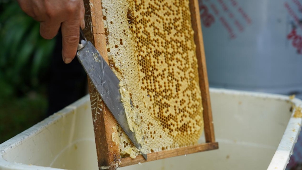 追逐“甜蜜事业” 养蜂人集中“充电”