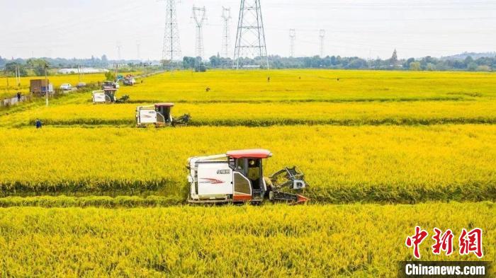 浙江今年粮食作物总产量124.2亿斤 多措并举守住粮食安全