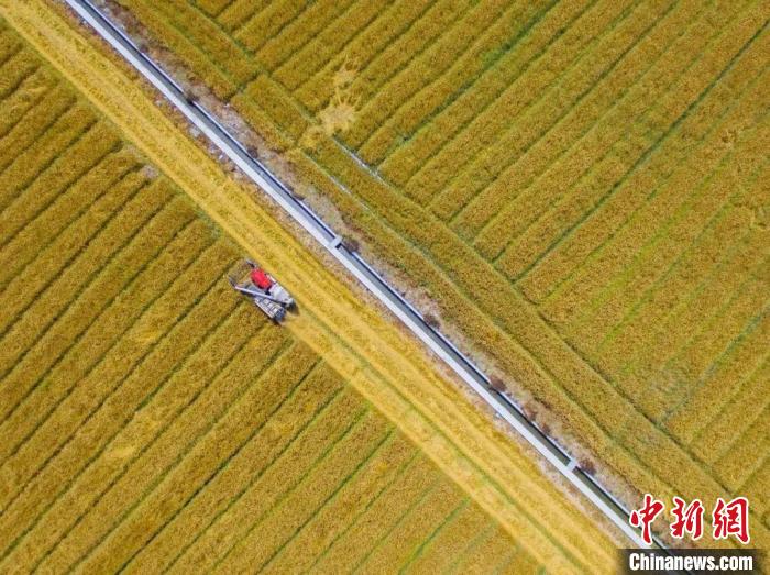 浙江今年粮食作物总产量124.2亿斤 多措并举守住粮食安全
