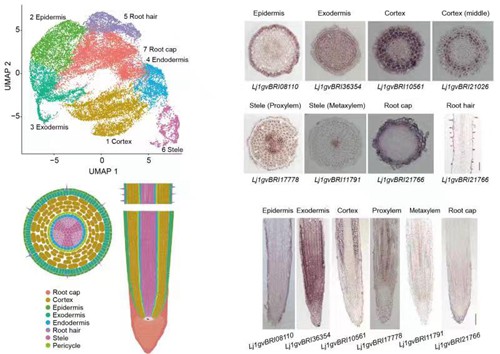 科研人员绘制出首个豆科植物根尖单细胞表达图谱