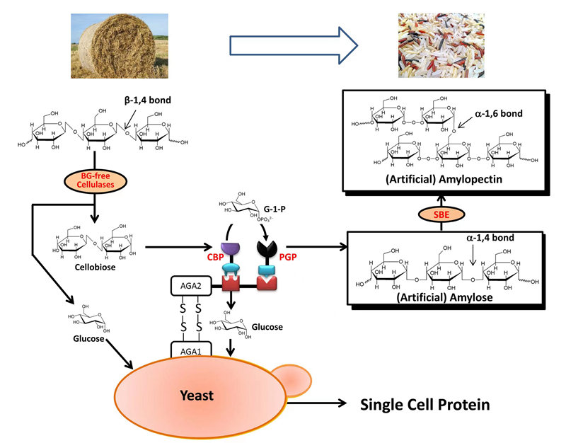 科研人员开发高效转化人造淀粉和单细胞蛋白新方法