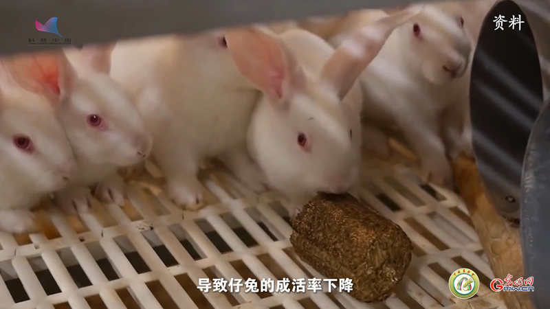 “科学配方”让中国兔吃饱又吃好——解码“养兔大国”背后的科技力量
