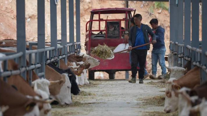一县一业丨云南西盟力所村：发展肉牛产业 助推集体经济“牛”起来