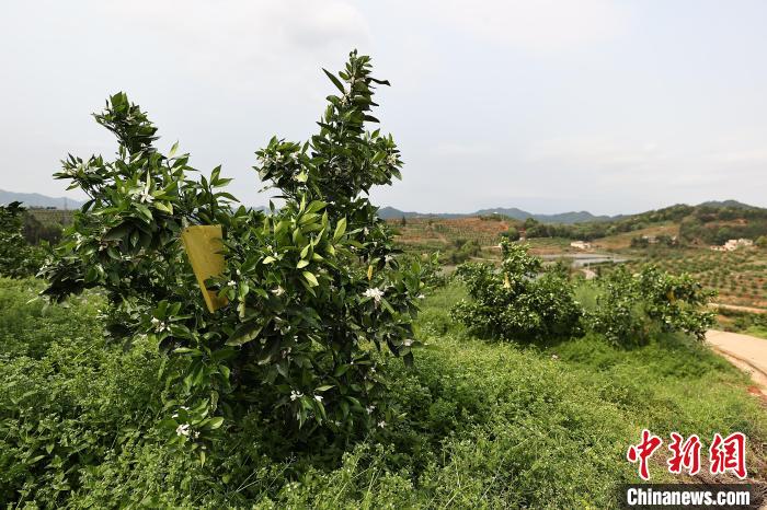 探访“世界橙乡”：水保先行打造农民发家致富“梦工场”