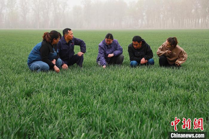 新疆兵团：植保无人机助力小麦病虫害防治