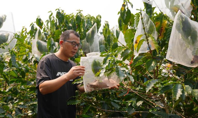 云南西盟：推广蜂授粉技术 促进农作物提质增收