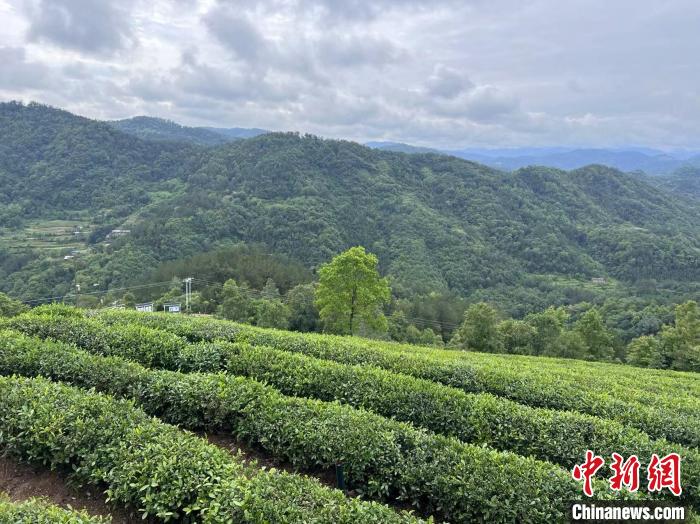讲好“陕茶故事” 陕西省持续推进茶产业链建设