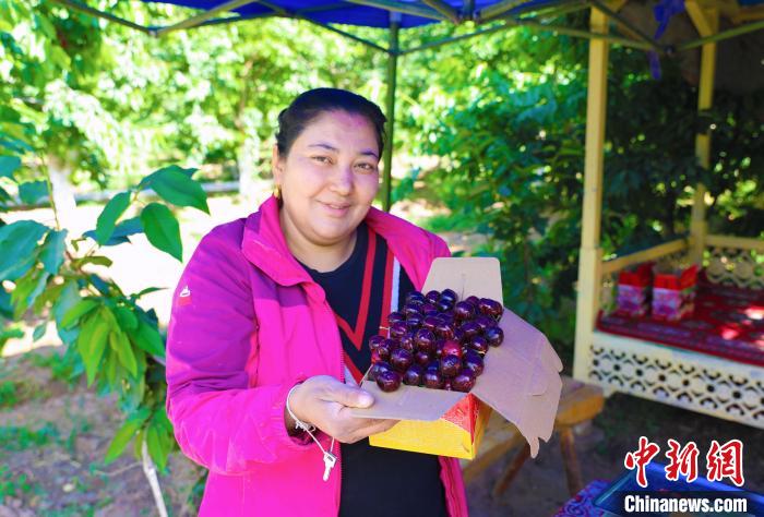 新疆喀什市樱桃陆续成熟采摘 激发消费潜力带动乡村旅游